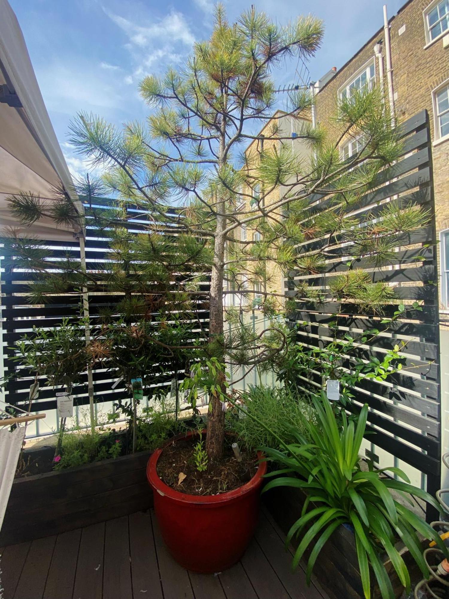 Luxury Belgrave Square Private Mews Townhouse Villa London Exteriör bild